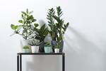 brussels rond mini 12,5cm menthe